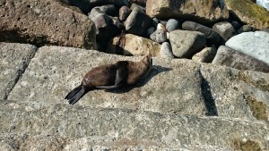 Sealion