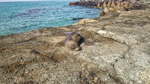 sealion 2